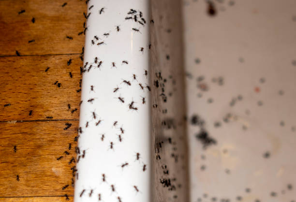 Best Cockroach Control Services  in Garrett, WA