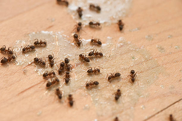 Best Affordable Pest Control Services  in Garrett, WA