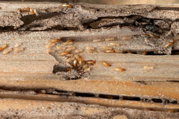 Best Best Pest Control Near Me  in Garrett, WA